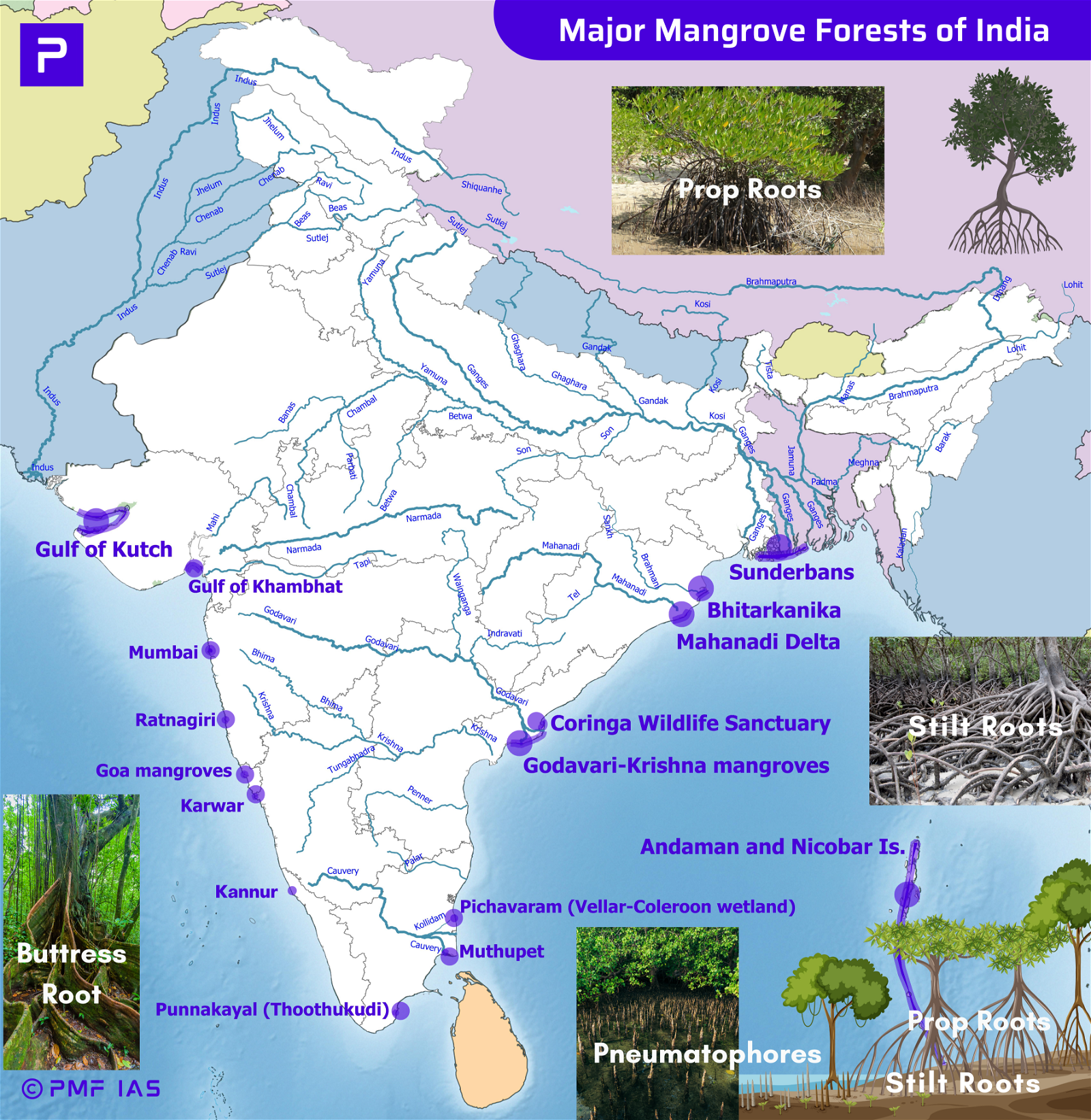 Major Mangeove Forests in India @PMFIAS©