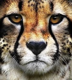 Aftican Cheetah 