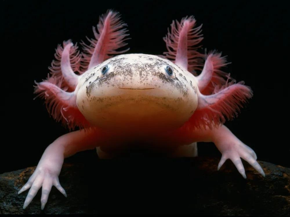 An Axolotl 