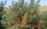 A close-up of a Sea Buckthorn in Ladakh
Description automatically generated