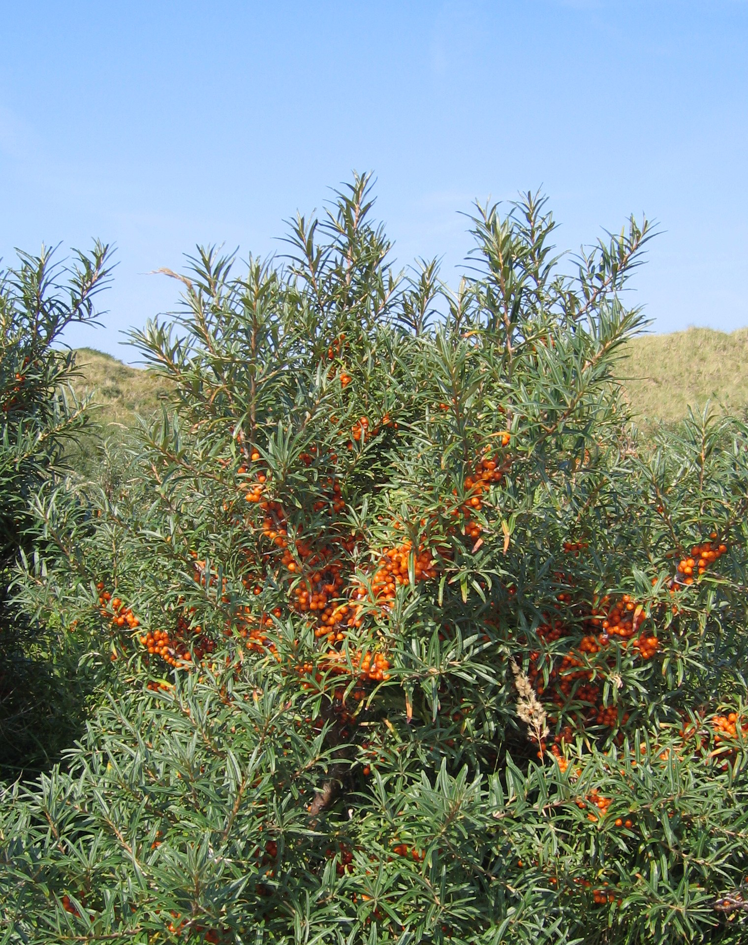 A close-up of a Sea Buckthorn in Ladakh
Description automatically generated