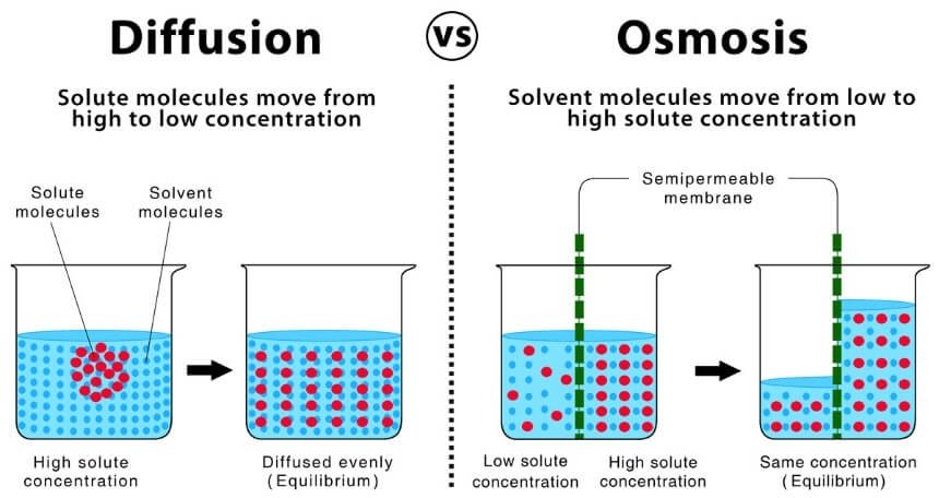 Difference between Osmosis and Diffusion.