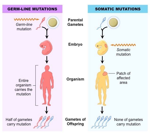 Illustrations of germ-line and somatic mutations
