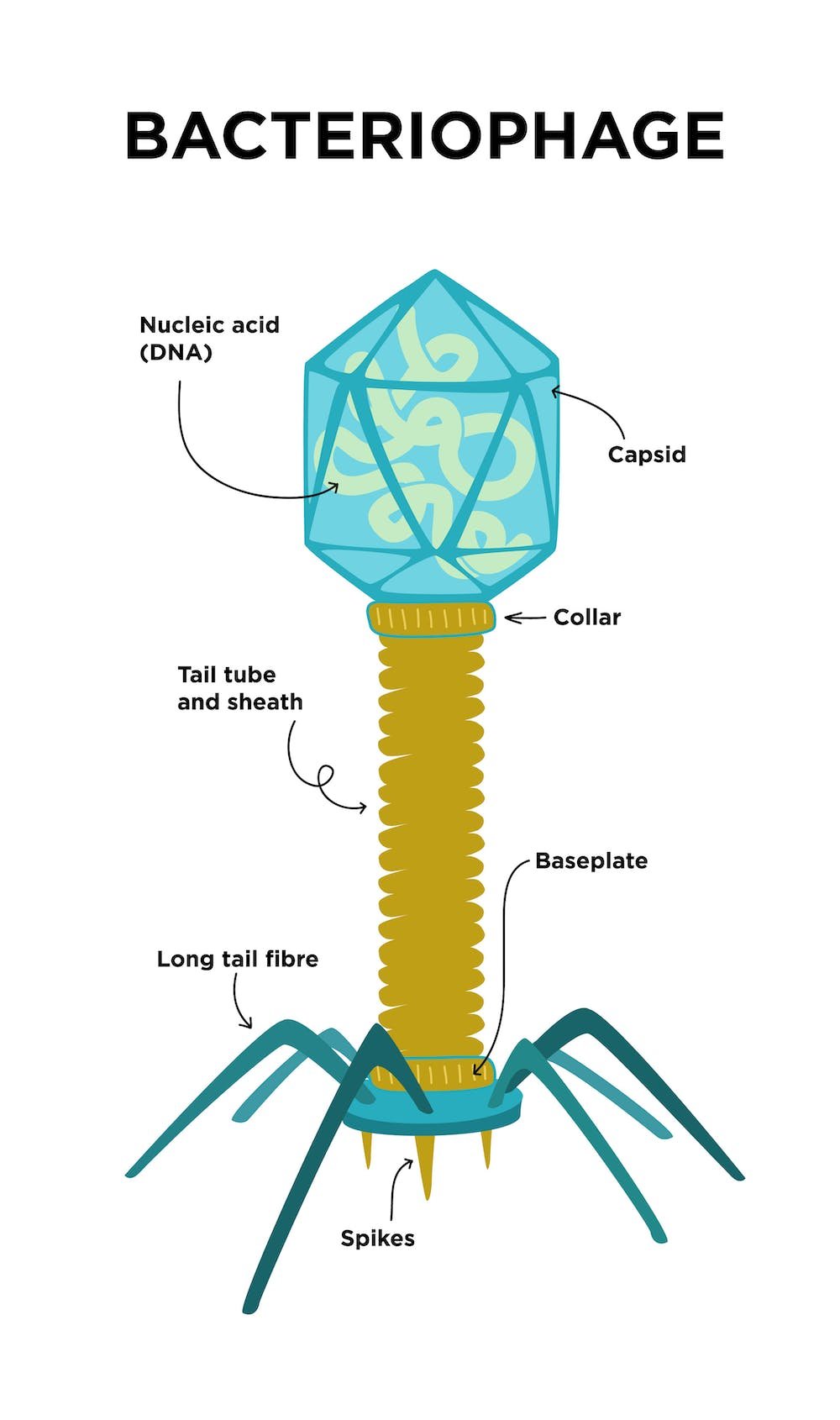 A Bacteriophage.