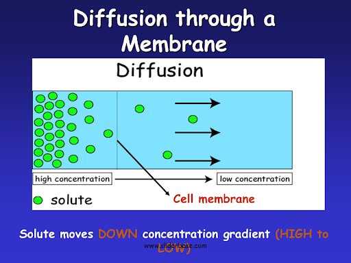 Diffusion Process through a Membrane 