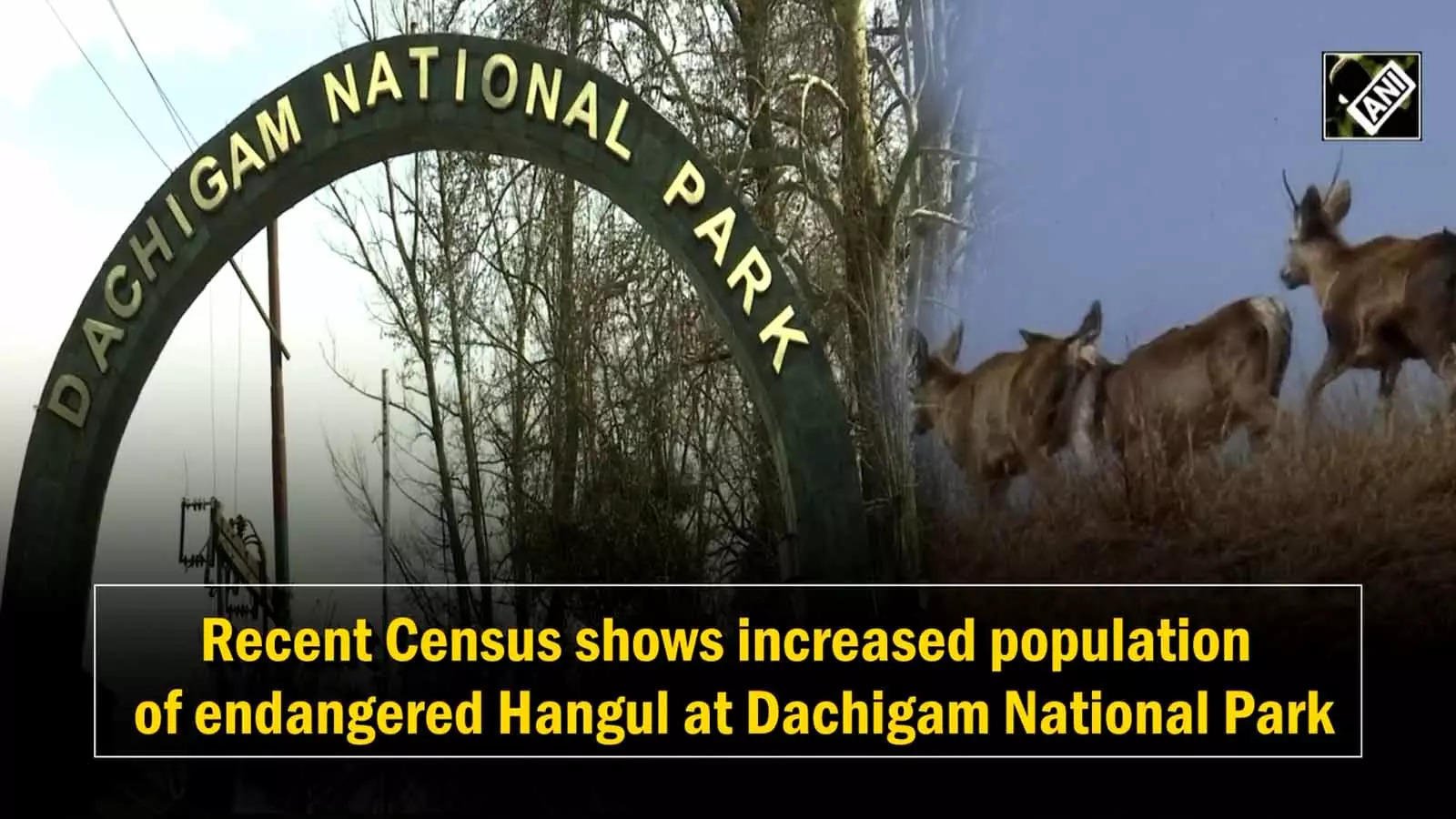 Recent Census shows increased population of endangered Hangul at Dachigam  National Park | News - Times of India Videos