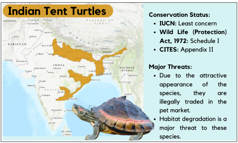 Indian tent Turtles Conservation Status