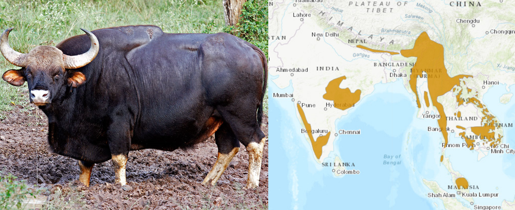 Indian Bison