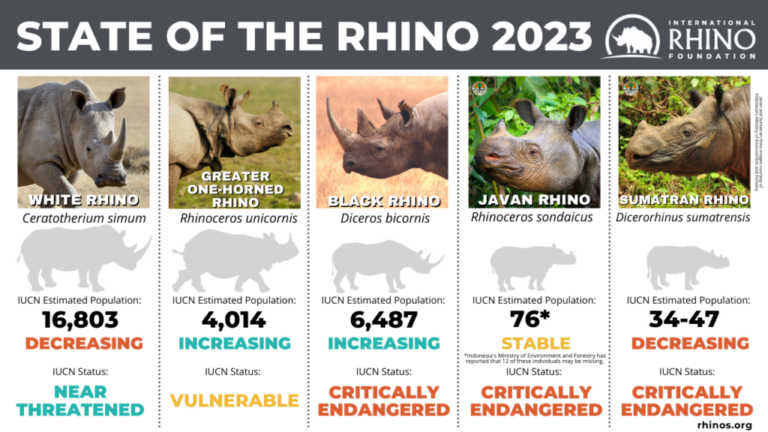 State of the Rhino 2023