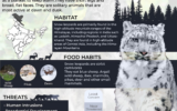 Infographics of Snow Leopard