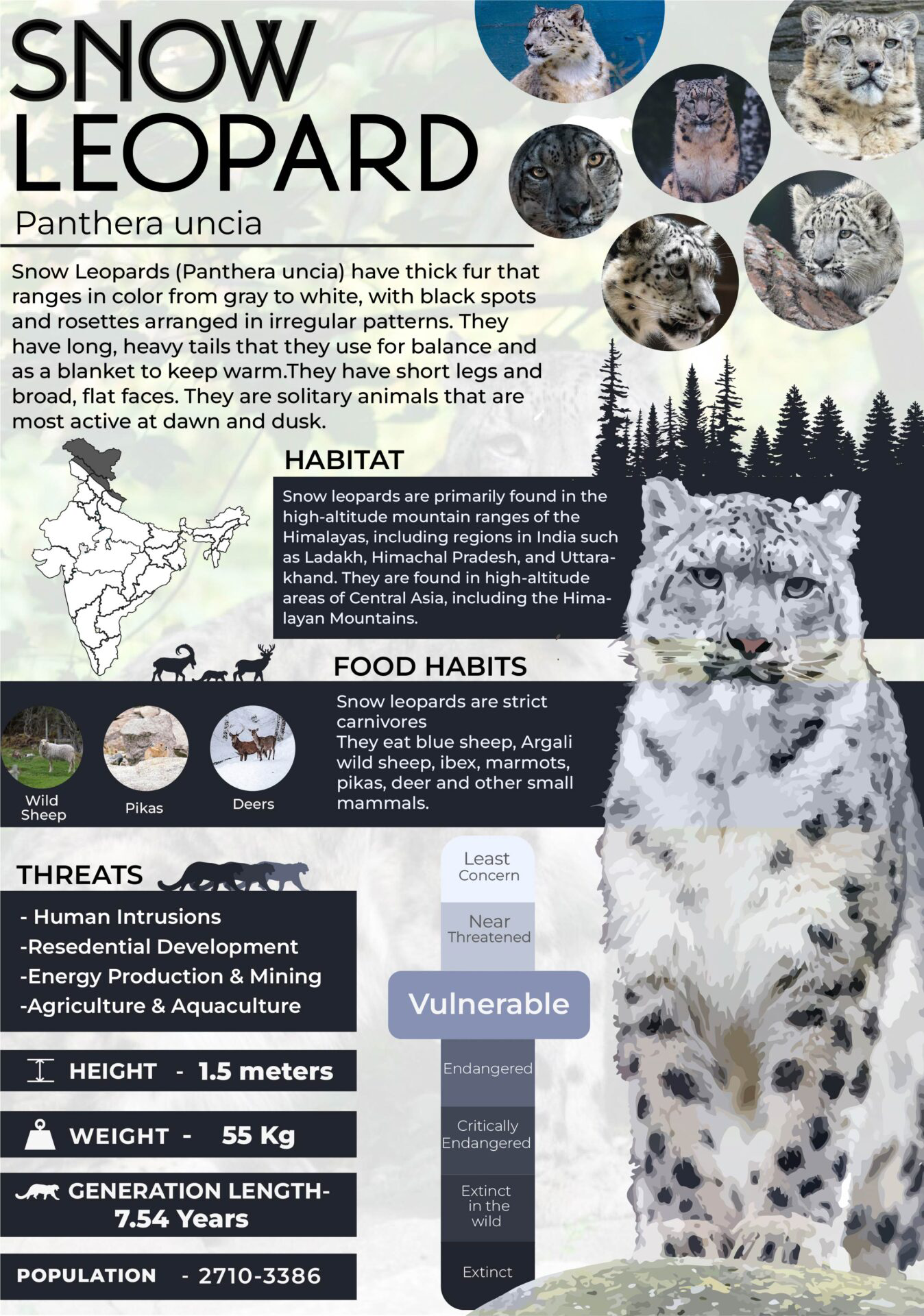 Infographics of Snow Leopard