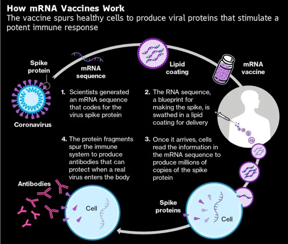 A diagram of a virus
Description automatically generated