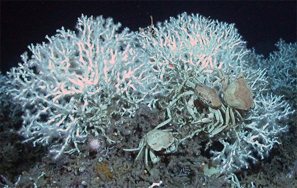 Deep Sea Coral 