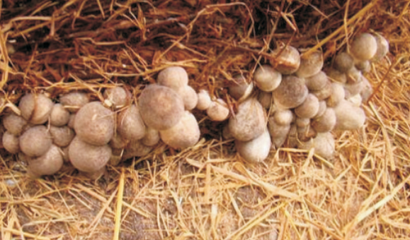 Mushroom crop