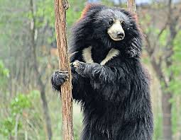 Sloth bear 
