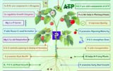 A diagram of a plant with text and images
Description automatically generated