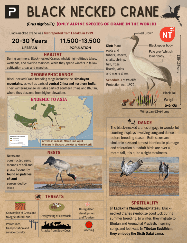 Black Necked Crane (Grus nigricollis)