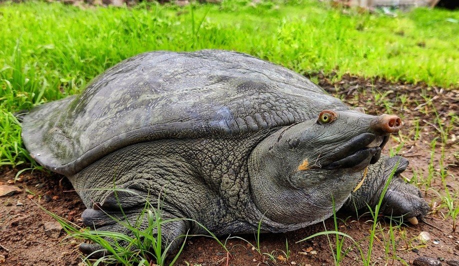 Leiths Soft Shell Turtle
