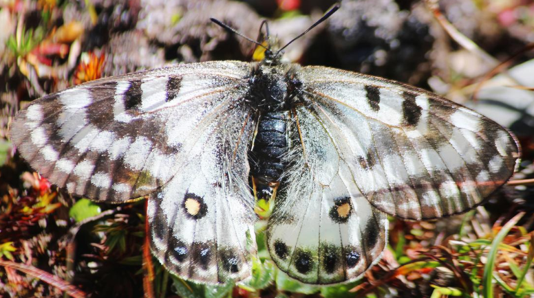 A close-up of a butterfly
Description automatically generated