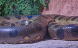 A snake coiled up on a rock
Description automatically generated