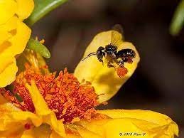 Australian Native Stingless Bees