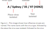 How are influenza viruses named?