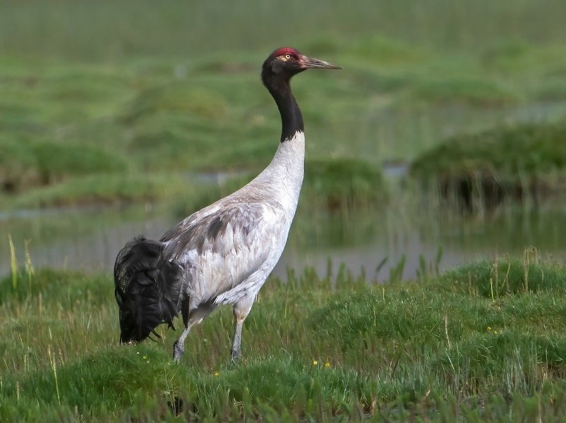 Black Necked Crane 
