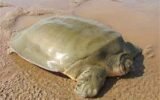 Asian Giant Softshell Turtle