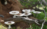 Termitomyces 
Mushroom