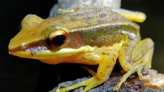 Golden-backed frog (Indosylvirana aurantiaca)