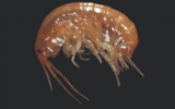 new species of marine amphipod