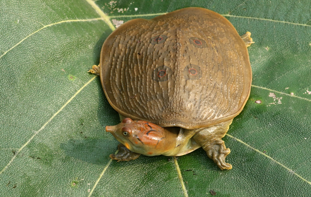 Leith’s softshell Turtle (Nilssonia leithii)