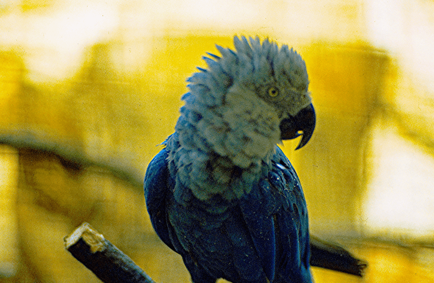 Spix's macaw (little blue macaw) - PMF IAS