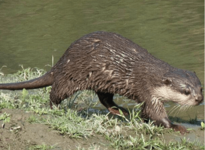 Small-Clawed Otter - PMF IAS