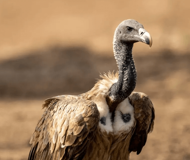 ­Long-billed Vultures - PMF IAS