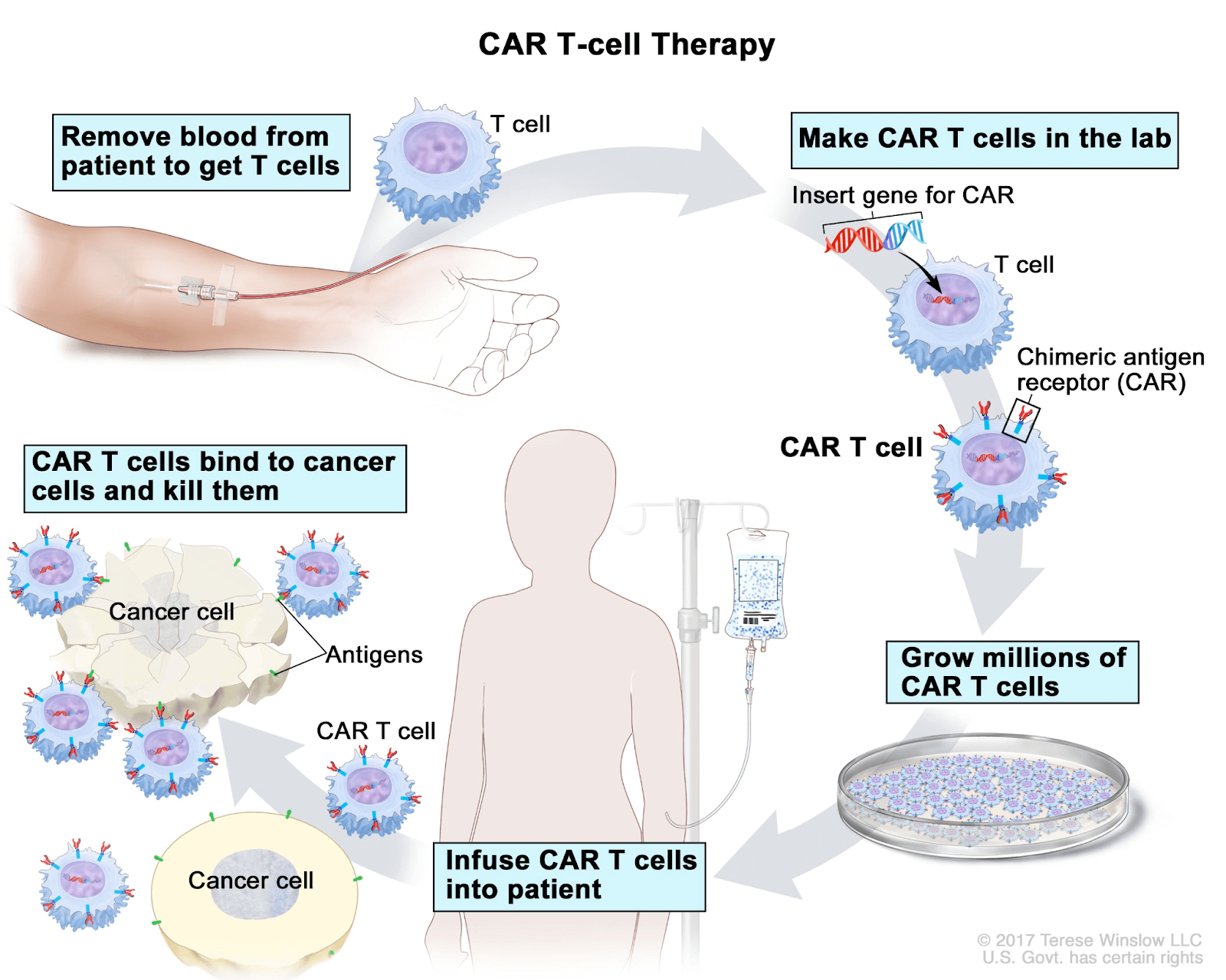 Car t cells