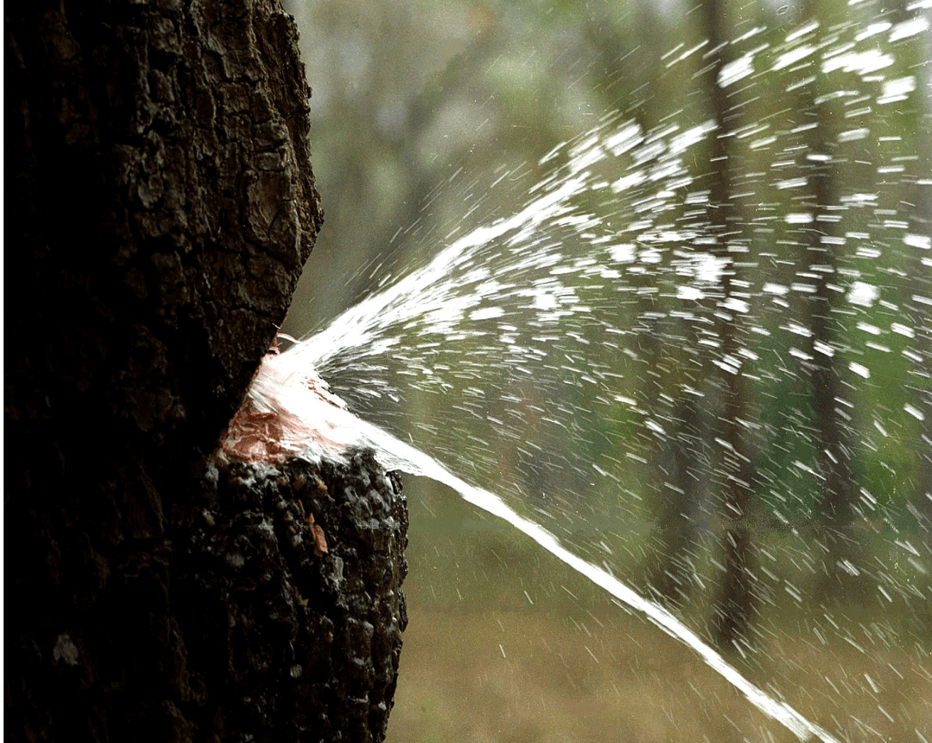 A tree with water spraying out of it Description automatically generated