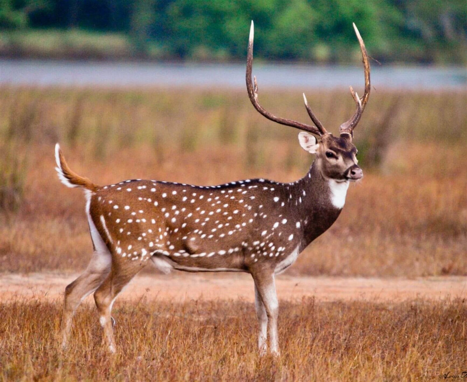  chital deer - PMF IAS