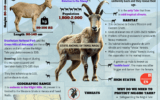 A poster with animals and text
Description automatically generated