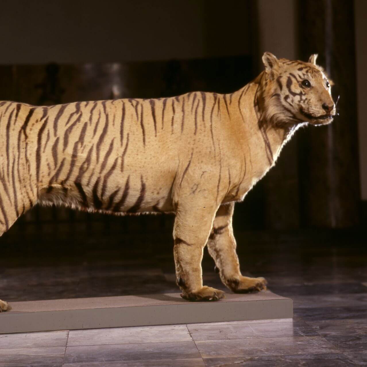 Javan tiger specimen at Museum Wiesbaden.