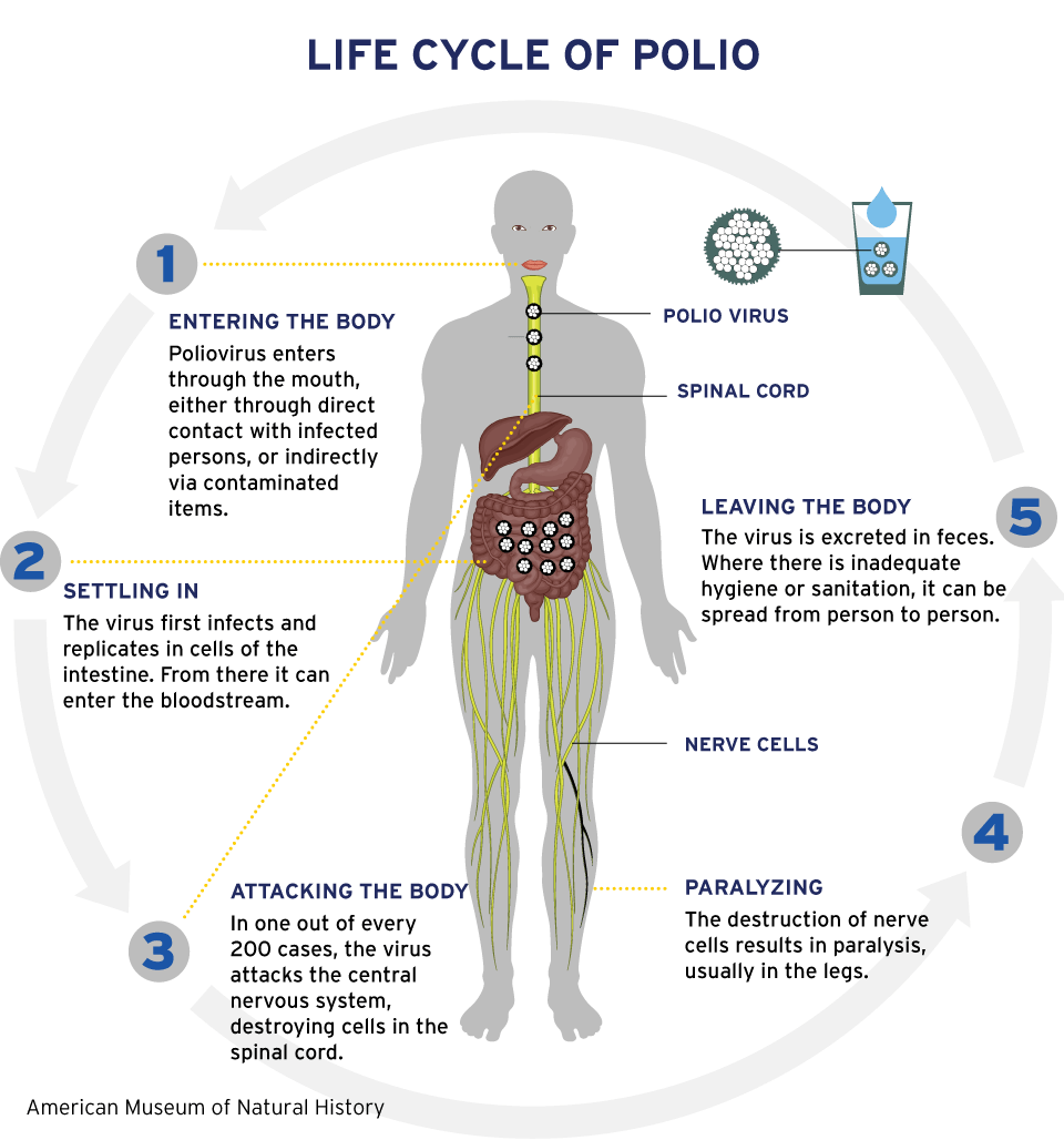 A diagram of a human body
Description automatically generated