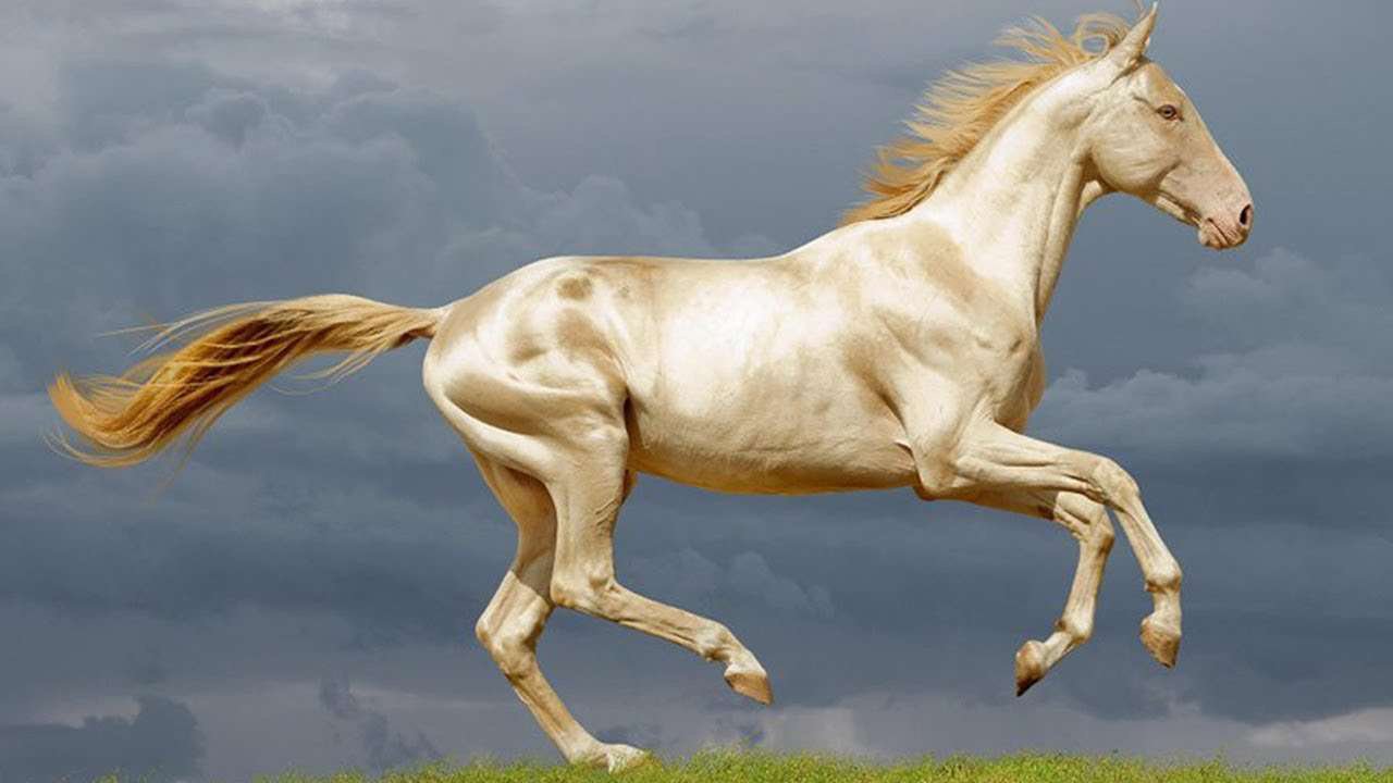 The Akhal-Teke horse, the jewel of Turkmenistan - Med-O-Med