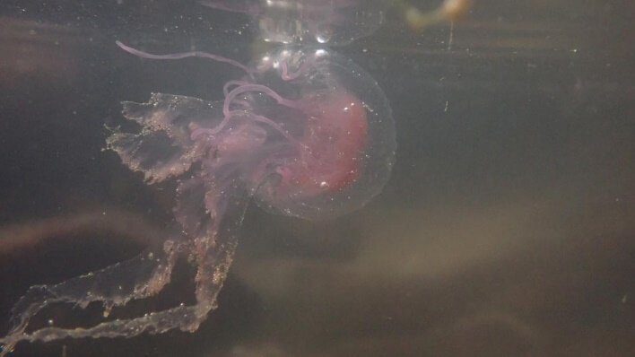 Purple-striped jellyfish - PMF IAS