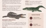 A poster of a crocodile
Description automatically generated