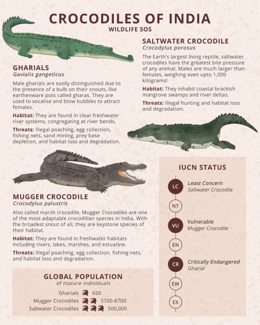 A poster of a crocodile
Description automatically generated