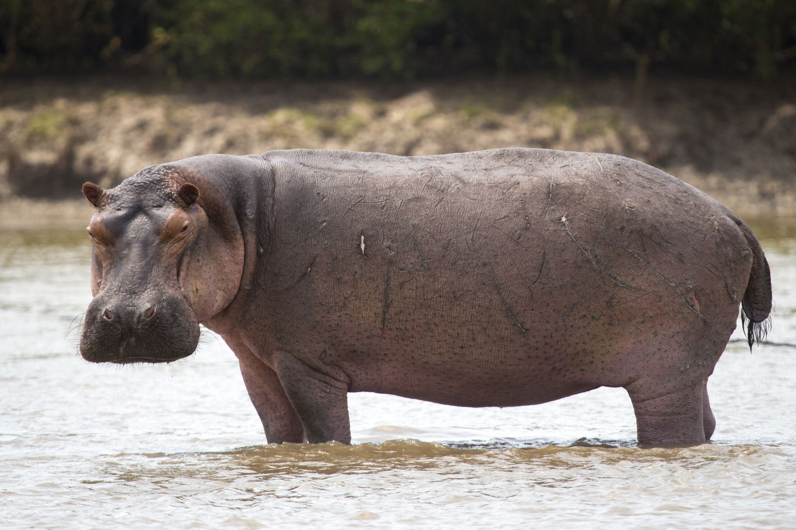 Hippopotamus - Wikipedia