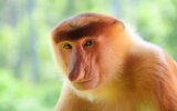 Get to know the Proboscis Monkey