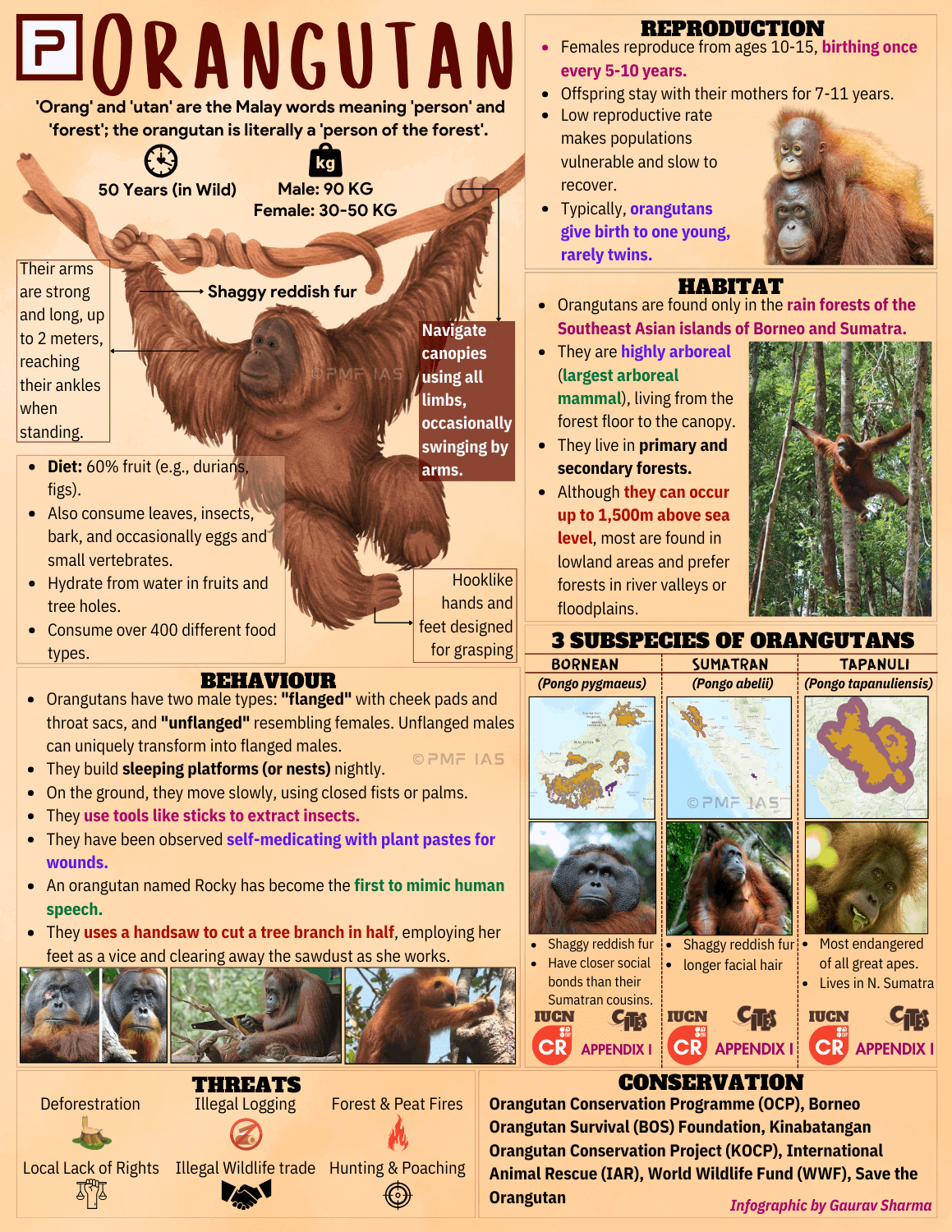 Mammal CR Orangutan ()