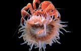 sea anemones - PMF IAS