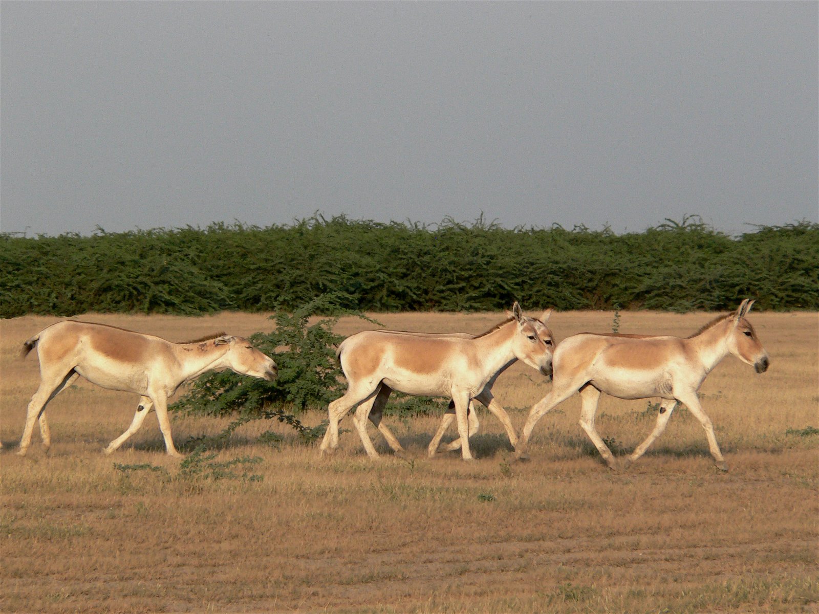 A group of animals walking in a field with Indian Wild Ass Sanctuary in the background
Description automatically generated